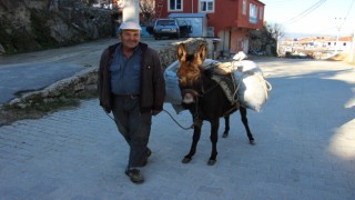 Yük hayvanları kıymete bindi