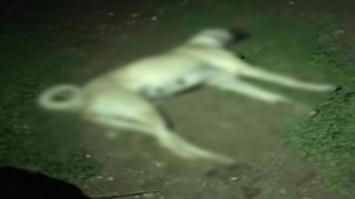 Eski muhtarın tüfekle köpekleri vurduğu iddiası