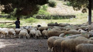 Köşk’te koyun ve keçi desteklemeleri askıya çıktı