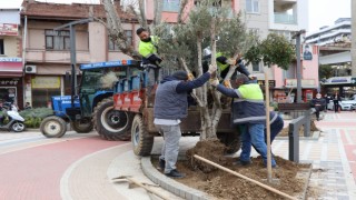 Nazilli Belediyesi’nden ‘zeytinime dokunma’ çağrısı