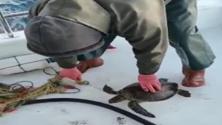 Yavru kaplumbağa balıkçı ağına takıldı