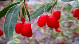 Aydın Büyükşehir Belediyesi'nden Yaban mersini, goji berry ve aronya dikimi 