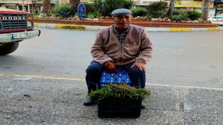 Sarmaşık otu kapış kapış gidiyor