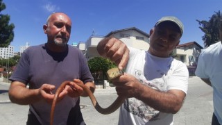 Doğa dostu oluklu kertenkeleye dikkat çekildi