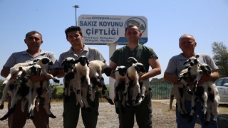  Sakız Koyunu Çiftliği’nde doğumlar başladı