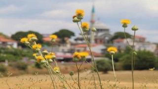 Bu çiçeği koparan yandı