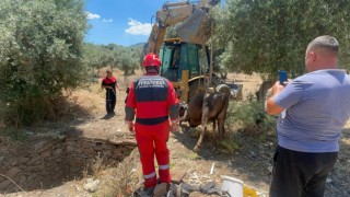 Foseptik çukuruna düşen inek kurtarıldı