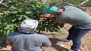 Karacasu'da 'teke böceği' alarmı sürüyor