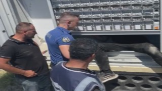 Kuşadası’nda sık sık elektrik kesintisine neden olan "hırsız fare" böyle yakalandı