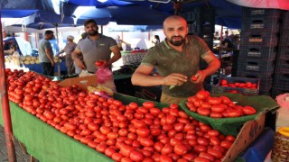 Salçalık domatesler tezgahlara indi