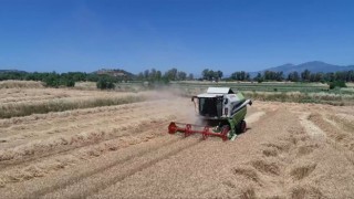 Aydın'da buğday hasadı başladı