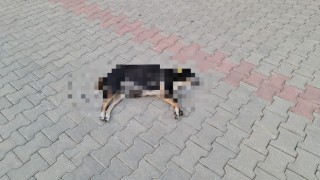 Hayvan düşmanları zavallı köpeği zehirledi