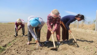 Aydın'da çiftçi yaşı yükselmeye devam ediyor