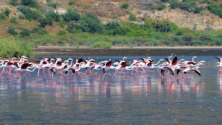 Flamingolar, Avşarlı’yı kabullendi