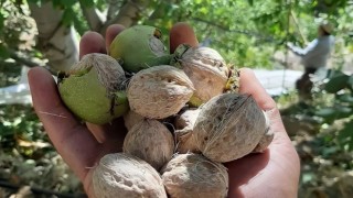 Köşk’te ceviz hasadı başladı