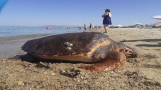 Kuşadası sahilinde ölü caretta caretta bulundu