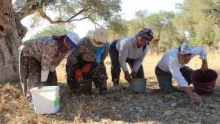 Aydın’da zeytin hasadı başladı