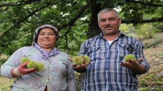 Kestane üreticilerini hasat telaşı sardı