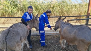 Kesilmekten kurtarıldılar, rahata kavuştular