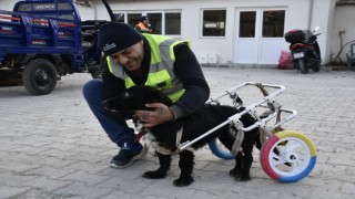 Felçli köpek 'Karam' sevgiyle yeniden yürüyor 