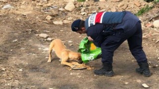 Jandarma sokak canlarını unutmadı