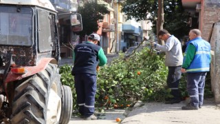 Nazilli'de bahar temizliği başladı