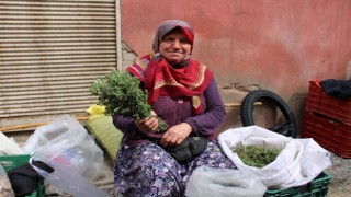 Dağ kekikleri tezgahlarda yerini aldı