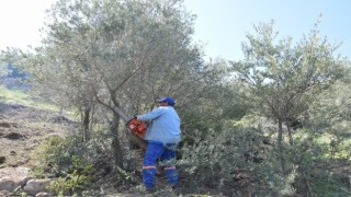 Yenipazar'da zeytin ağaçları budanıyor