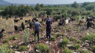 Firari keçiler drone ile bulundu