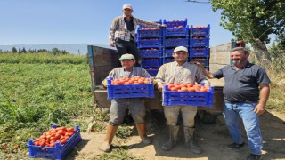 Aydın'da domates hasadı başladı