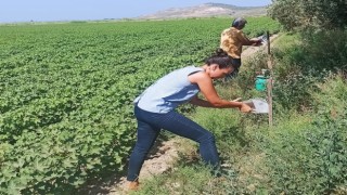 Pamuk üreticilerine “arazi taraması” çağrısı