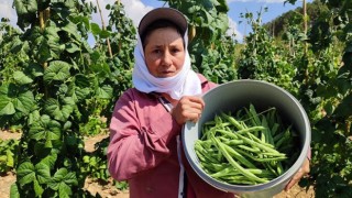 Meşhur fasulyenin hasadı devam ediyor