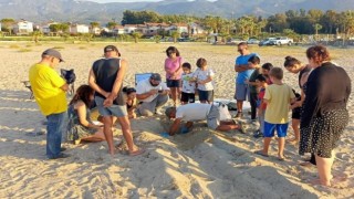 Caretta carettalar Aydın’ı sevdi