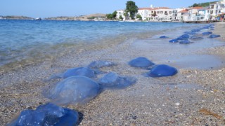 Foça plajlarında denizanası istilası: Yüzlercesi kıyıya vurdu