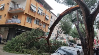 Seyir halindeki otomobilin üzerine kopan ağaç dalı düştü