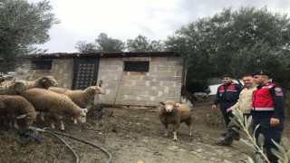 Jandarma kaybolan koyunları, kısa sürede buldu