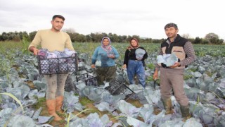 Virüs savar kara lahananın hasadı başladı