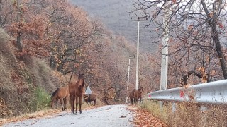 Zeytinde ‘yok yılı’ yük hayvanlarına yaradı