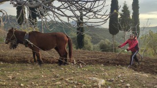 Zorlu araziler at ve katırlarla hazırlanıyor