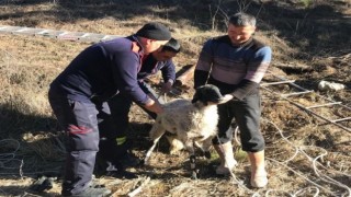 Su kuyusuna düşen koyun kurtarıldı