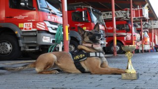 Büyükşehir’in arama kurtarma köpeği ödül aldı