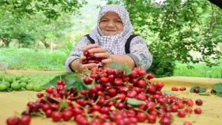 Kirazda erkenci hasat başladı