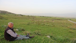 Koyunları bir yana dünya bir yana...