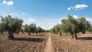 Zeytin güvesine karşı mücadele uyarısı