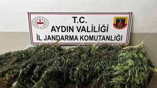 85 kök kenevir ele geçirildi