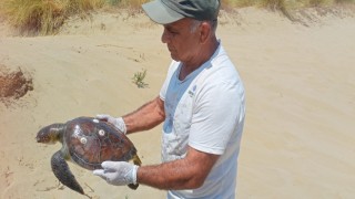 2 yeşil deniz kaplumbağası ölü bulundu