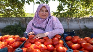 Aydın'da domates hasadı sürüyor