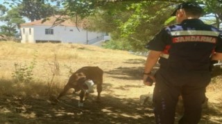 Çalınan hayvanlar jandarma tarafından kısa sürede bulundu