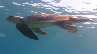 Kuşadası’nda caretta yuvaları çoğalıyor