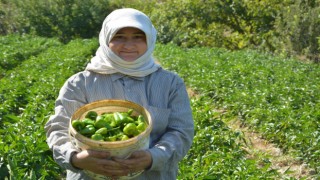 Bozdoğan'da turşuluk kardolua biber çeşidinin ilk hasadı yapıldı